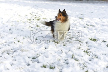 雪地奔跑的喜乐蒂牧羊犬