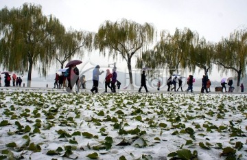 大雪与落叶