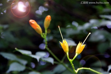 植物花苞