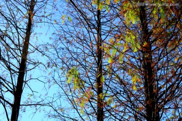 秋日里的树