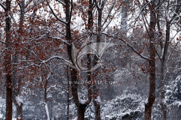 雪景