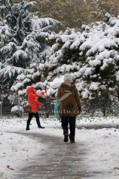 赏雪 拍照 雪松