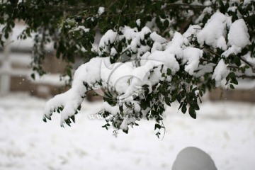 雪