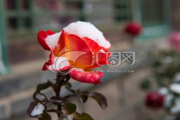 白雪下的花
