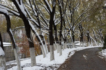 雪后的柳树