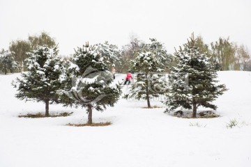 雪后公园