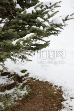 雪地松树 圣诞树