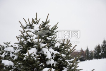 大雪后的针叶植物