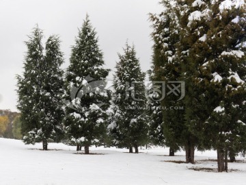 下雪天的树木