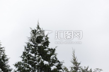 雪后松柏树