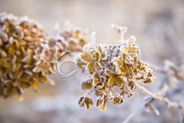 霜 干花