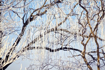 冬天 树挂 结冰