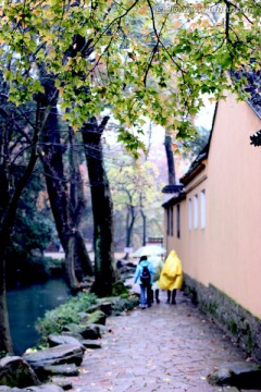 秋雨