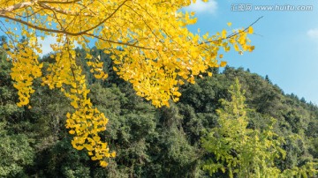 韶關(guān)南雄銀杏