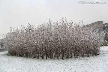 雪景