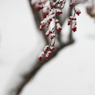 冰雪覆盖中的金银忍冬果实 方片