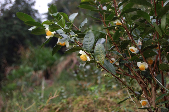 茶花