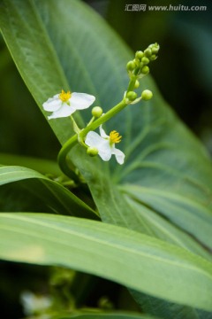 茨菇