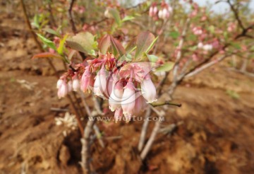 蓝莓花