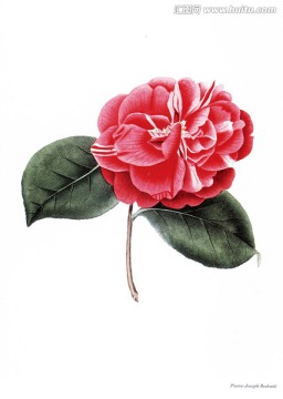 花卉無(wú)框畫(huà)花卉素材