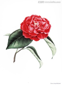 花卉無框畫花卉素材