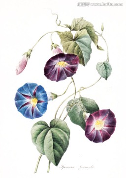 花卉無框畫花卉素材