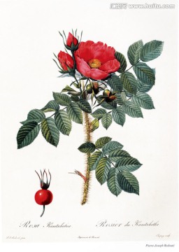 花卉無(wú)框畫(huà)花卉素材