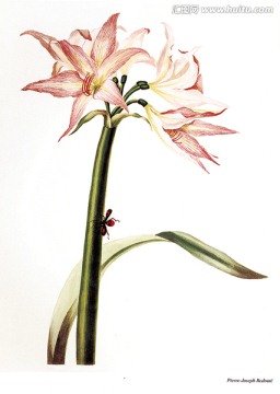 花卉裝飾畫