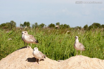 草丛中的贼鸥