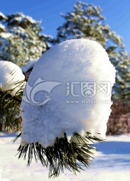 雪压松枝