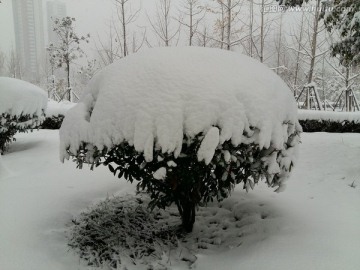 雪中的松柏