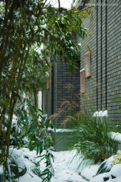 竹林 冬雪