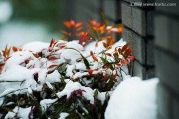 雪中南天竹