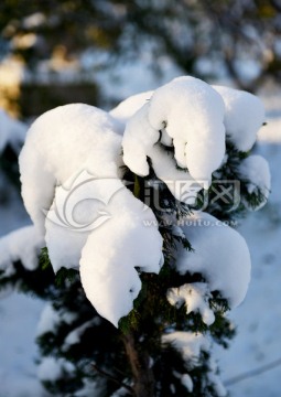 雪景 大雪