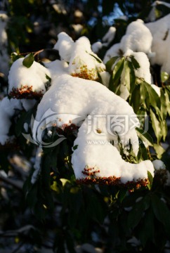 雪景 大雪