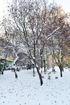 树木雪景