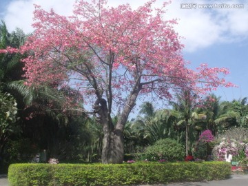 深圳 莲花山 公园 杜鹃花 节