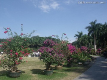 深圳 莲花山 公园 杜鹃花 节