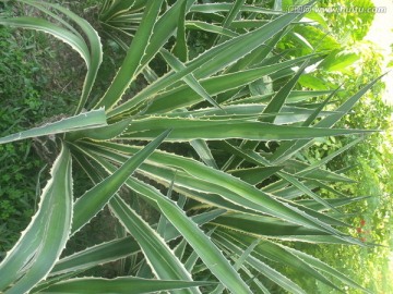 深圳 莲花山 公园 杜鹃花 节