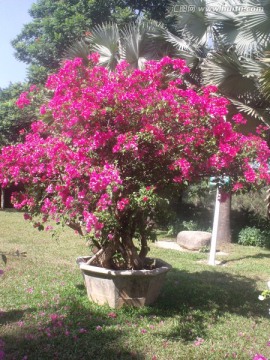 深圳 莲花山 公园 杜鹃花 节