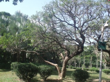 深圳 莲花山 公园 杜鹃花 节