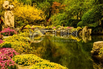 菊花环绕的泉池