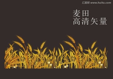 小麥 麥田 麥穗 高清矢量圖