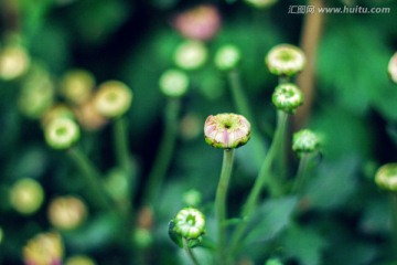 小菊花