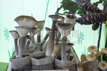 蘑菇种植摆放
