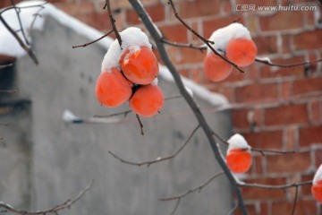 雪景 柿子