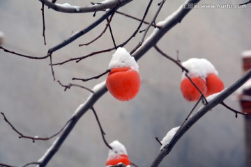 柿子 雪景