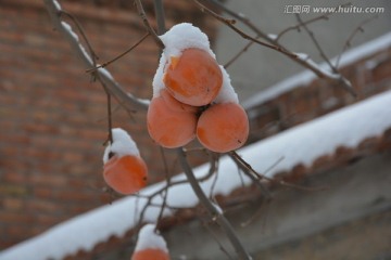 柿子 雪景