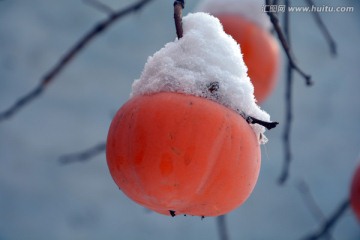 雪景 柿子