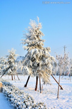 雪景 塔松